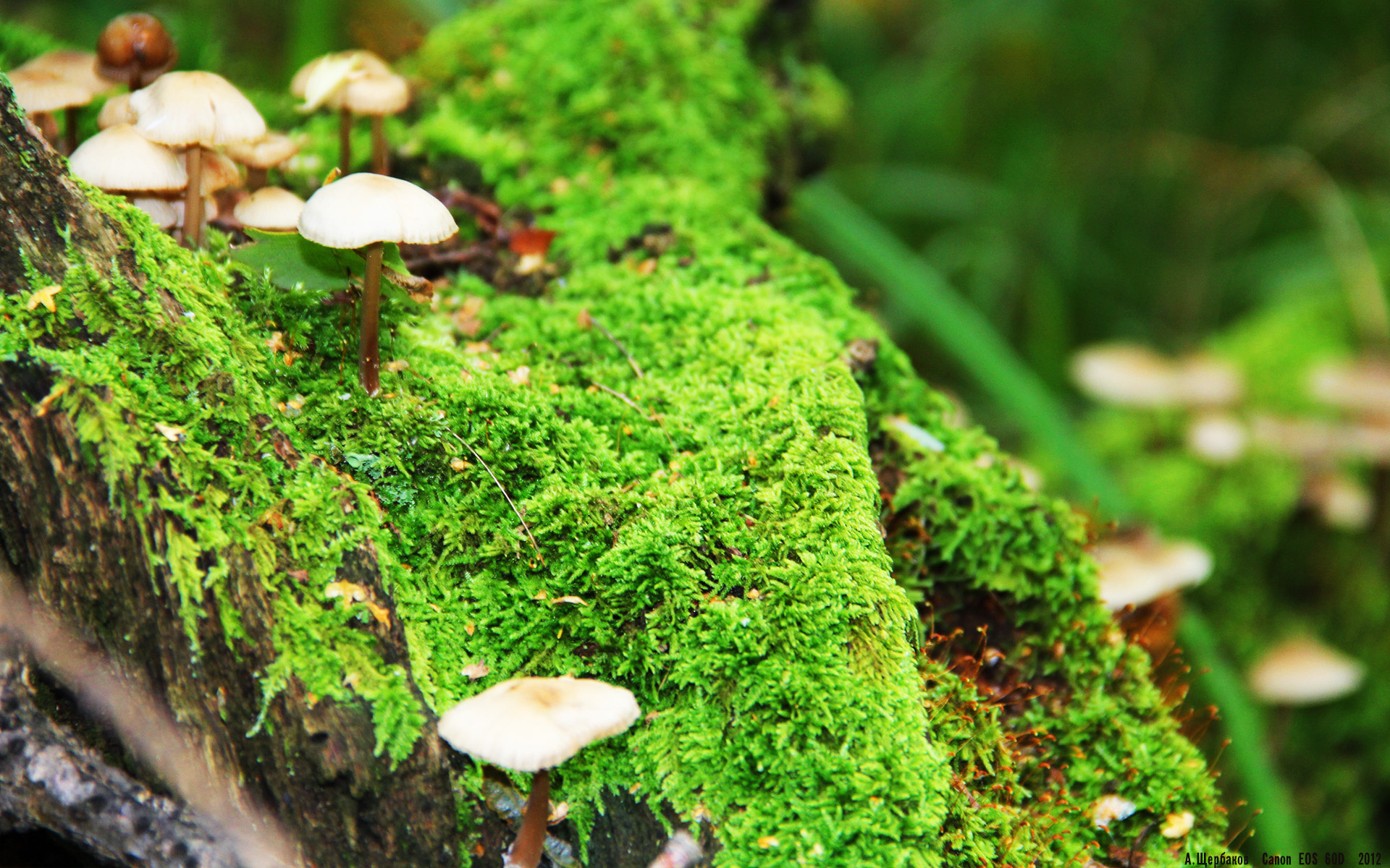 爱游戏全站app注册-_雄鹿字母哥继续发威,领跑联盟_,nba雄鹿字母哥简历