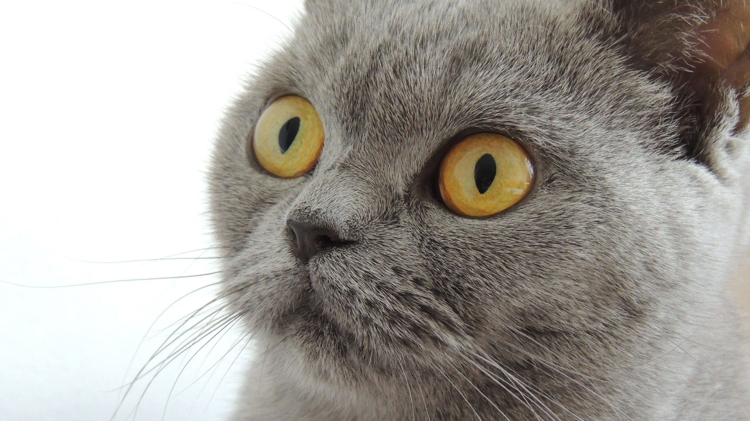 爱游戏体育平台-国际武术表演比赛,传统文化展现新魅力,2019国际武术竞赛规则